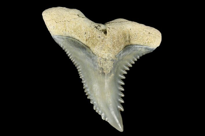 Snaggletooth Shark (Hemipristis) Tooth - Aurora, NC #180087